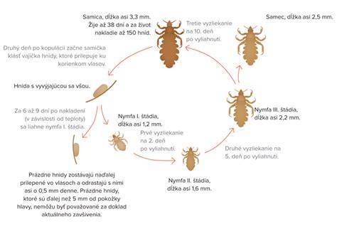 Infografika: Životný cyklus voš detskej a hygienické opatrenia