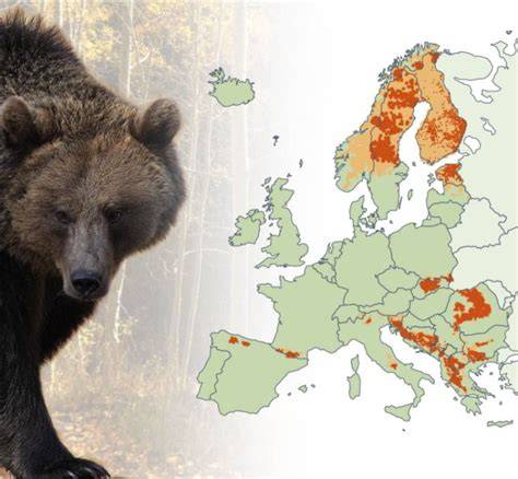 Karta rozšírenia medveďa hnedého v Európe a Európe