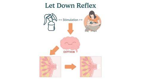 Infografika: Fyziológia laktácie a Let-Down reflex