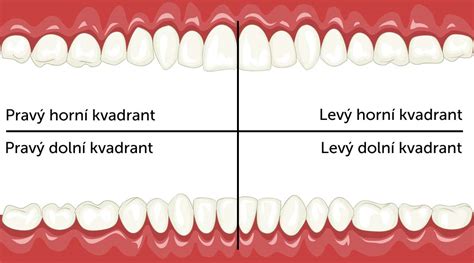 Infografika: Poradie prerezávania mliečnych zubov a časový rámec výmeny chrupu