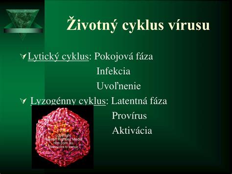 Infografika - životný cyklus herpesu: primárna infekcia, latentná fáza, reaktivácia, obnovenie prejavov