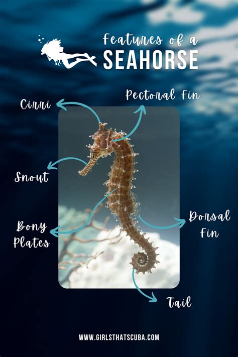 infographic_image_facts_about_seahorses