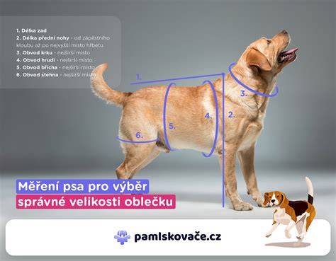 Ilustratívna infografika: Ako správne merať traky a veľkosť motýlika