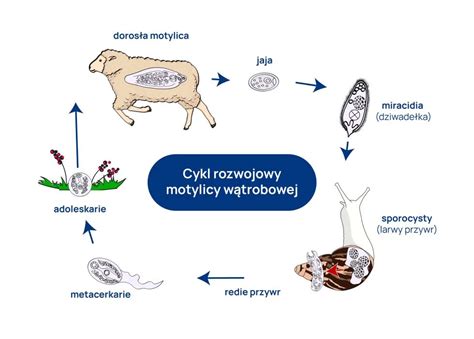 Ilustrácia reprodukčného cyklu kozy